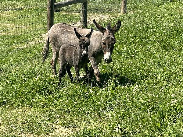 black-miniature-spotted-horses-for-sale