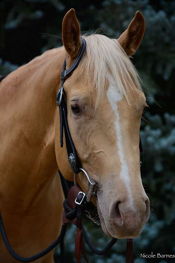 started-under-saddle-working-gelding-weanling