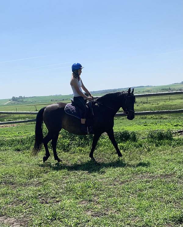 brown-western-dressage-horse