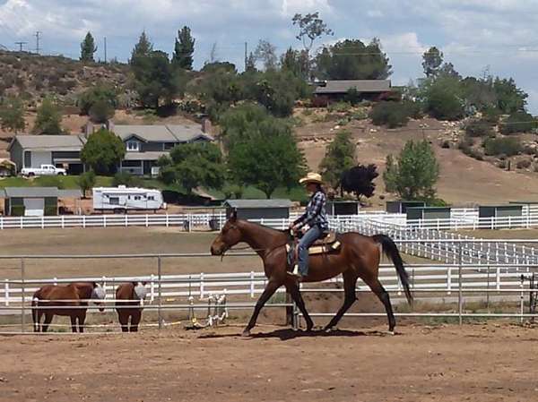 western-dressage-appendix-pony