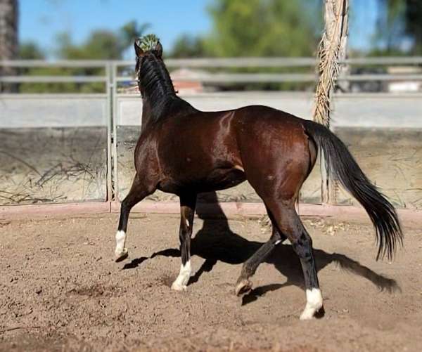 dressage-thoroughbred-horse