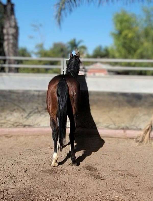 dressage-prospect-thoroughbred-horse