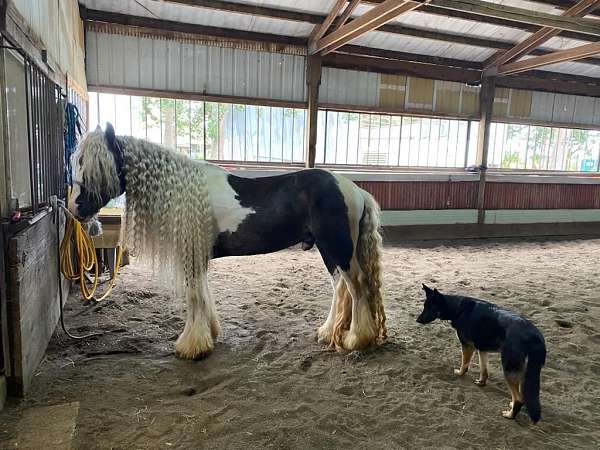 gypsy-vanner-stallion