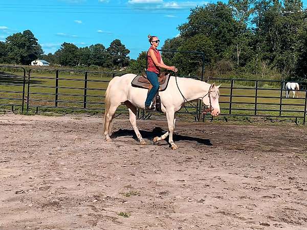 cremello-gelding-quarter-horse