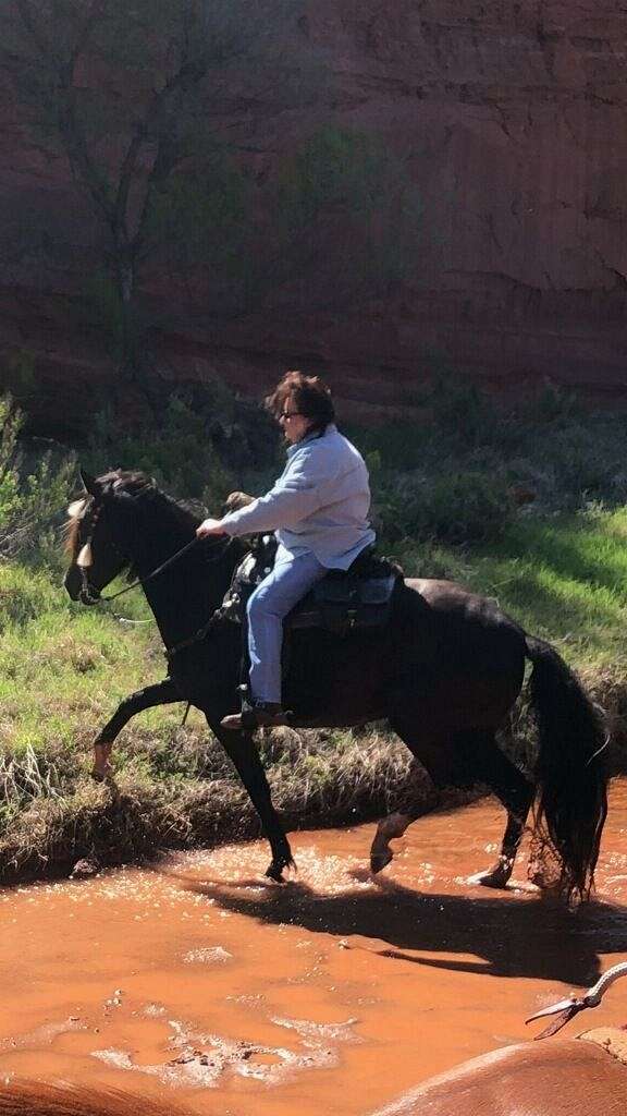 advanced-peruvian-paso-horse