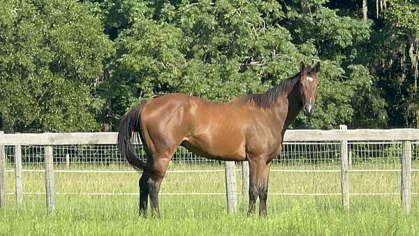 thoroughbred-gelding