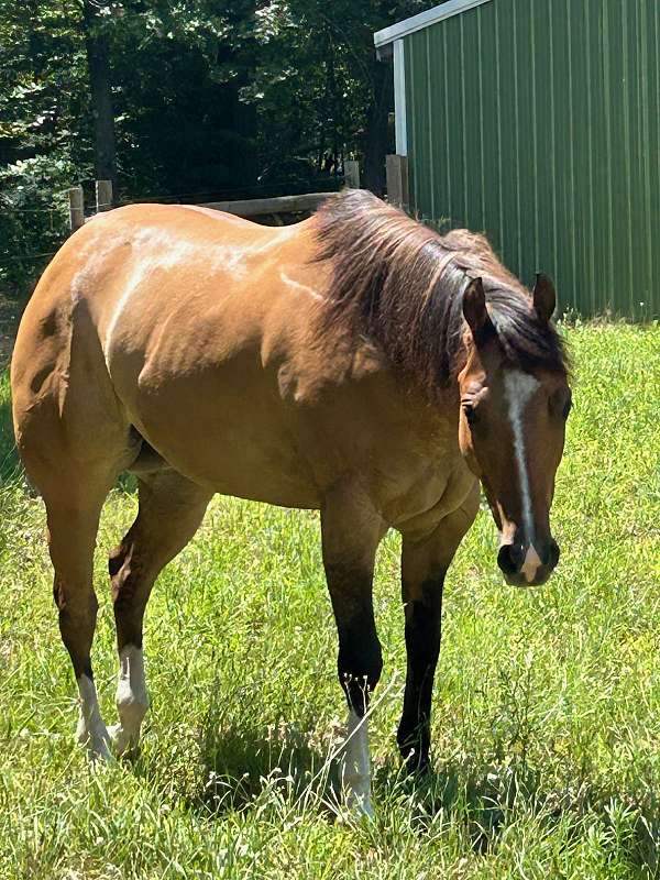 dorsal-stripe-some-zebra-stripes-on-legs-horse