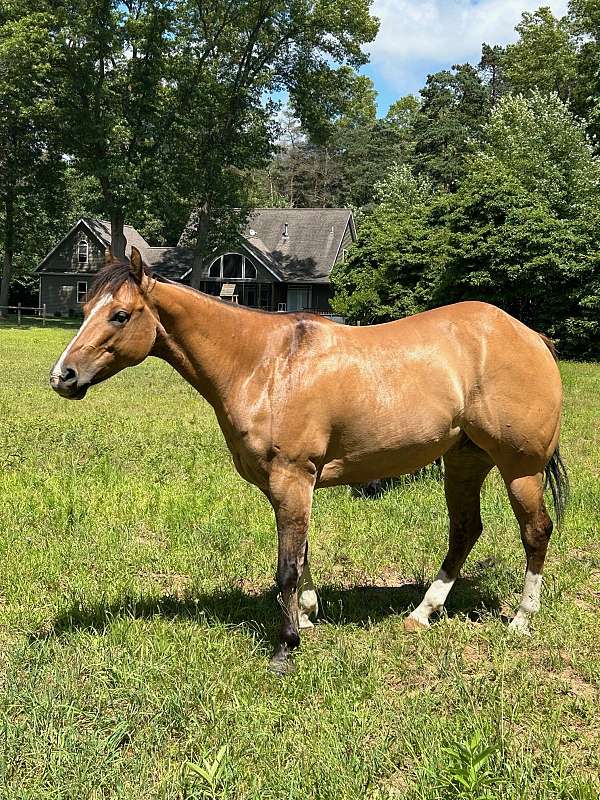 dun-dorsal-stripe-some-zebra-stripes-on-legs-horse