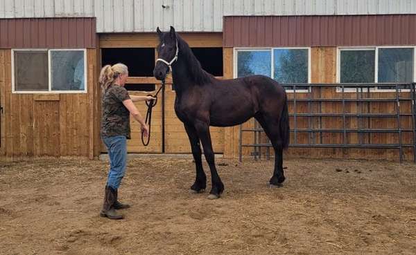 dressage-import-friesian-horse