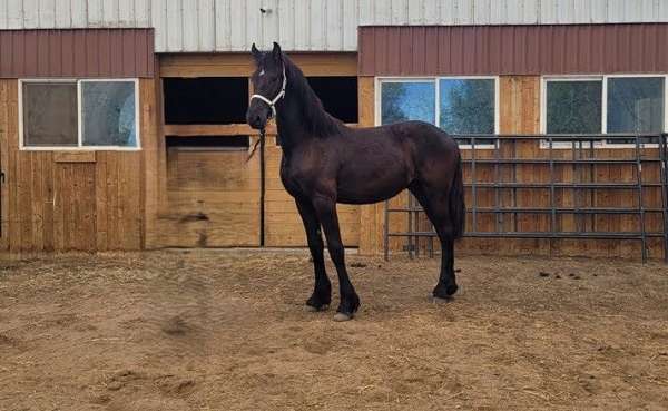 dressage-import-friesian-horse