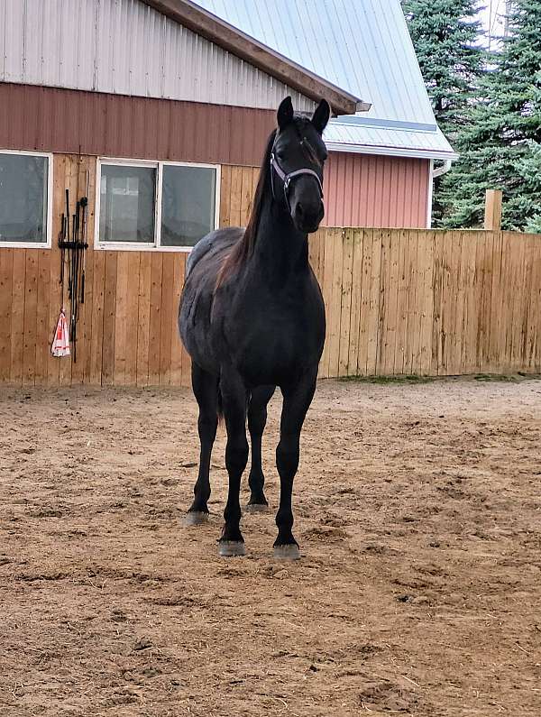 athletic-sporthorse-friesian-horse