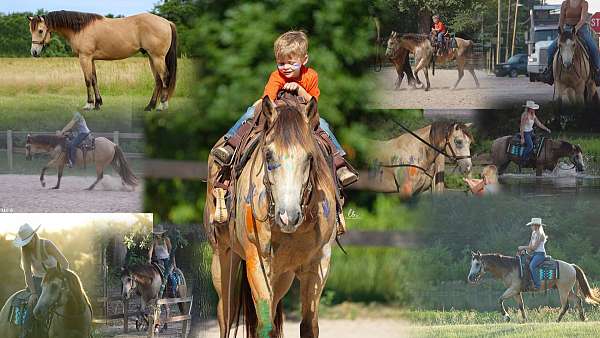 buckskin-vaulting-pony