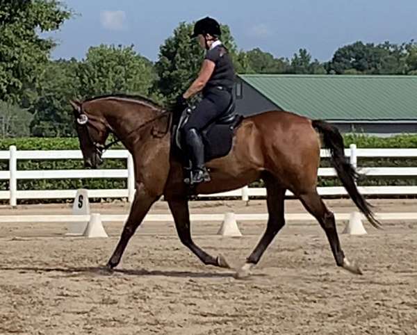 dressage-thoroughbred-horse