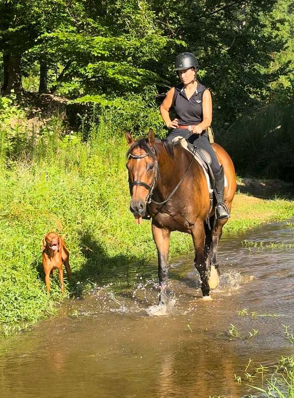 ridden-western-thoroughbred-horse