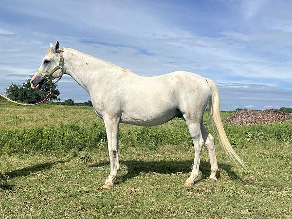 show-hack-gelding-mare