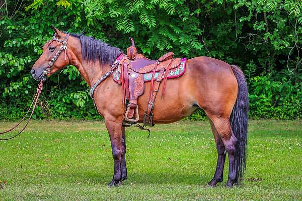 western-ridi-morgan-horse