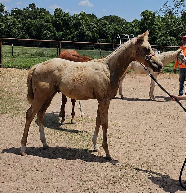 western-dress-quarter-horse