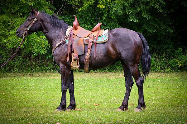 trail-clas-morgan-horse