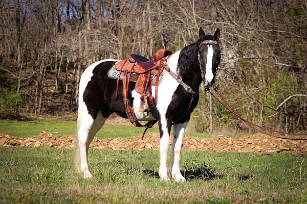 w-spotted-saddle-horse