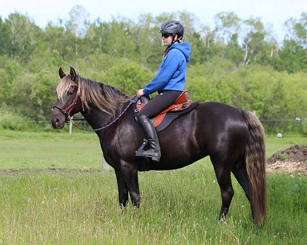 all-around-rocky-mountain-horse