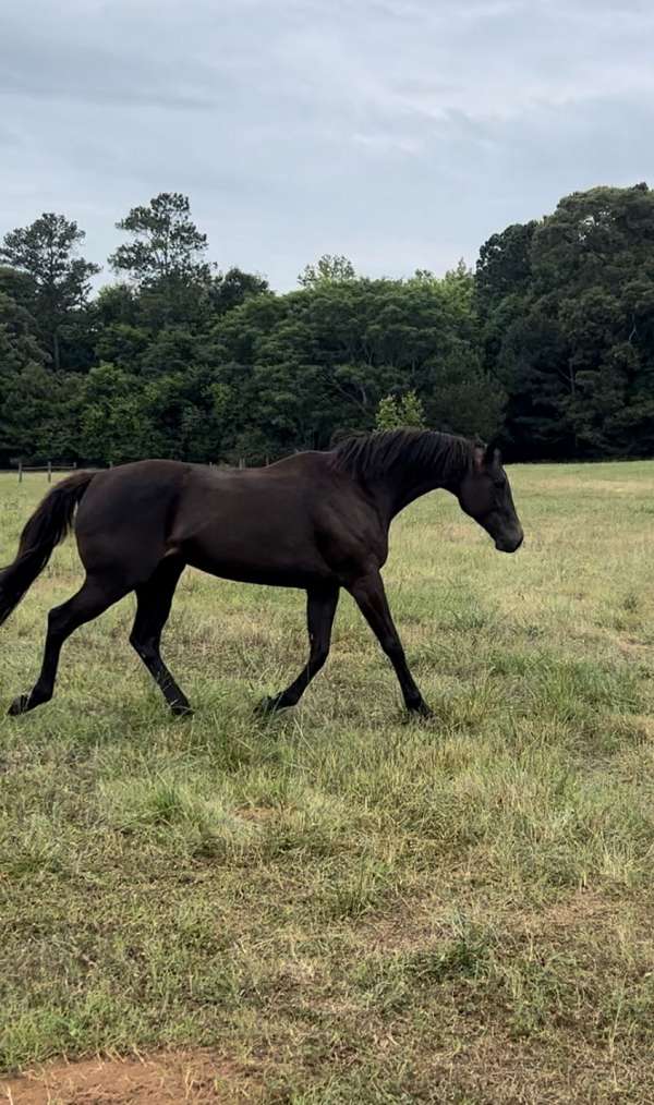 bay-black-companion-horse