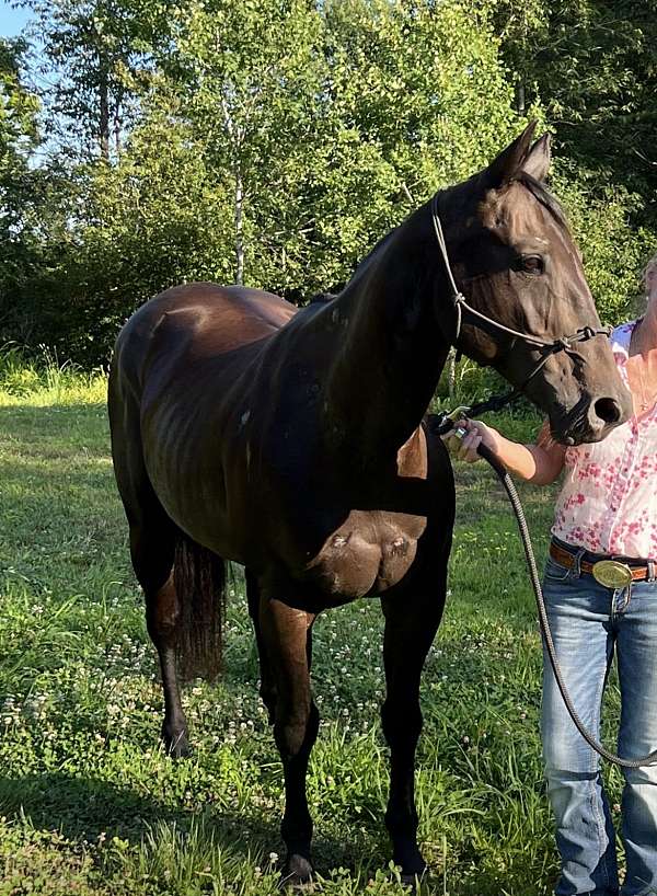 trail-riding-quarter-horse