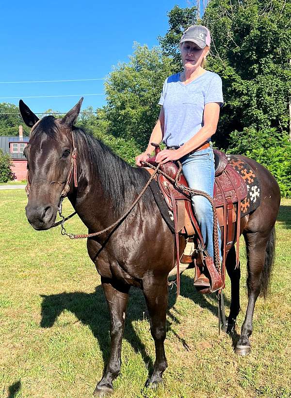 black-quarter-horse-mare