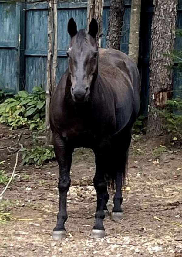 black-trail-riding-horse