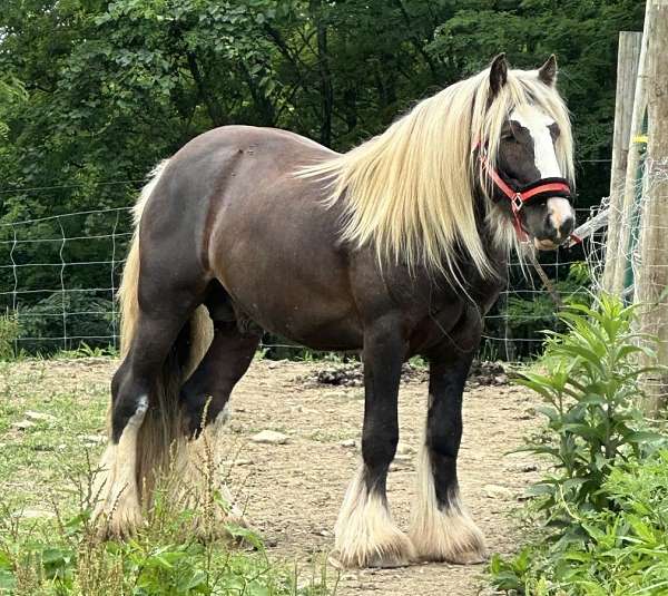 dun-it-gypsy-vanner-horse