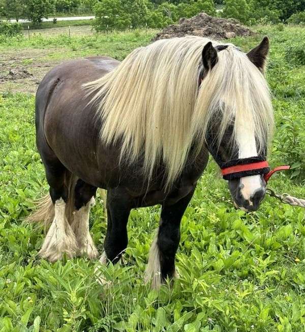 kentucky-gypsy-vanner-horse