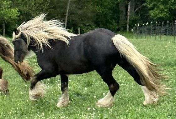 to-breed-gypsy-vanner-horse