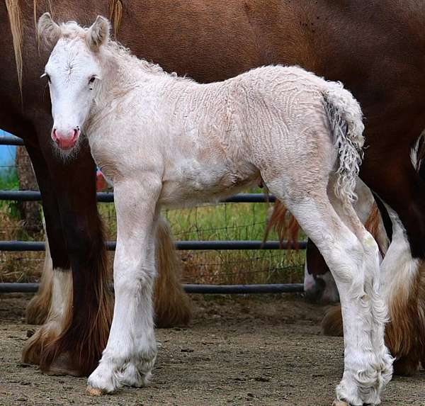 silver-dunskin-sabino-horse