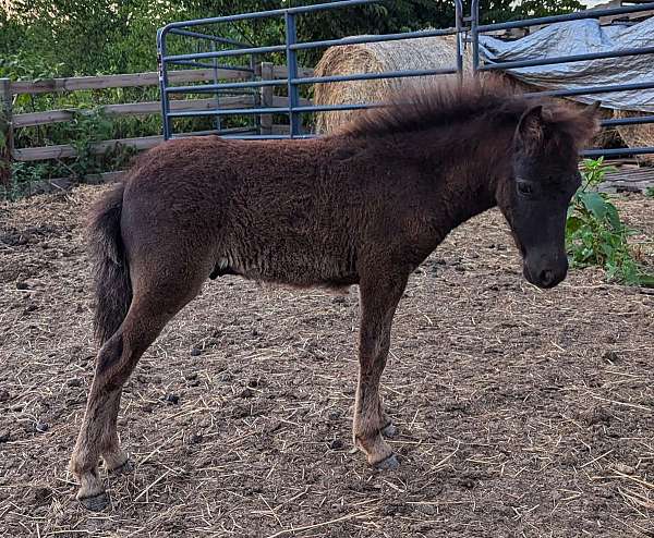 black-champagne-appaloosa-colt