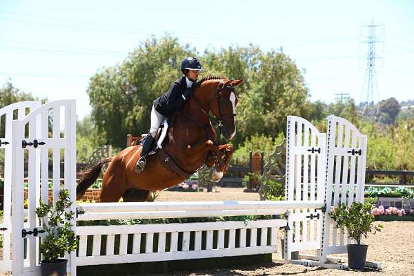 equitation-warmblood-horse