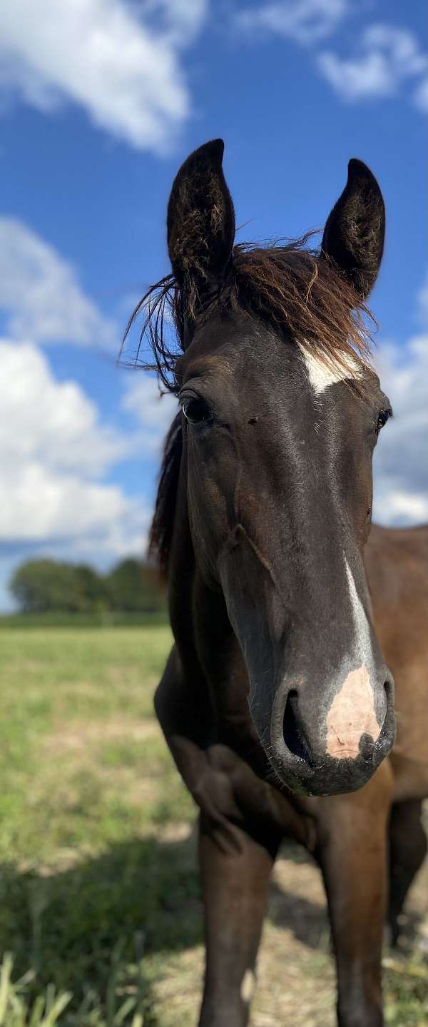 black-overo-tennessee-walking-filly