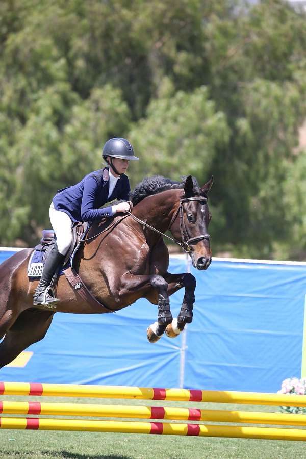 eventing-thoroughbred-horse