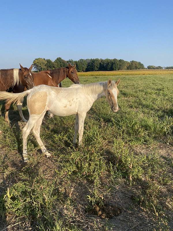 athletic-tennessee-walking-horse