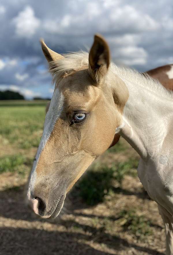 athletic-tennessee-walking-horse