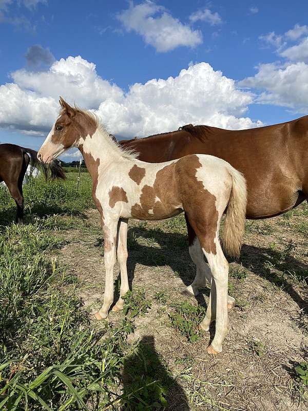 silb-sabino-tobiano-horse