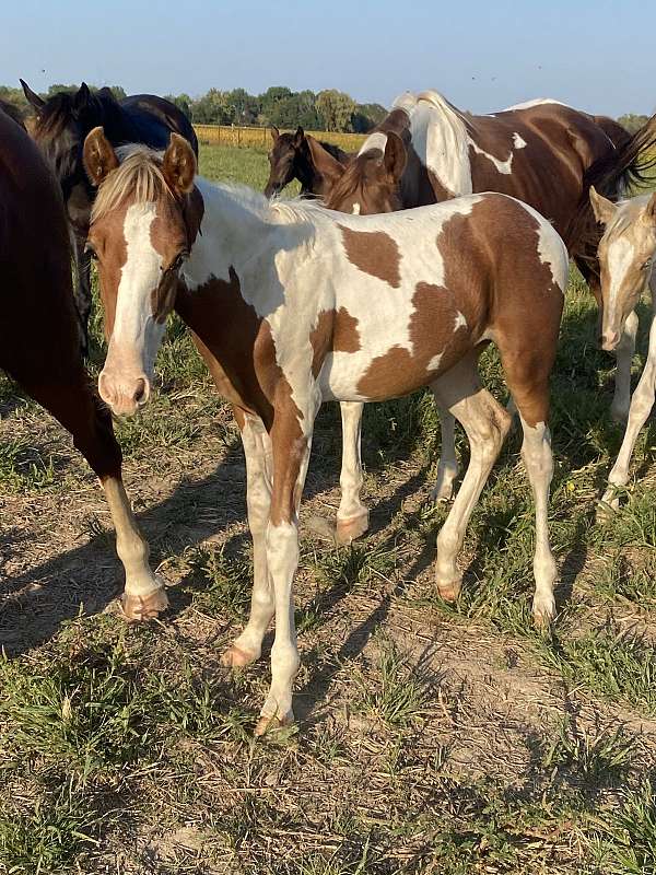 silb-sabino-tobiano-horse