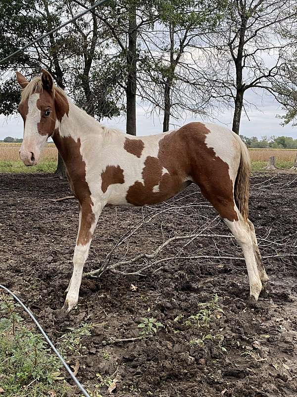 silb-sabino-tobiano-horse