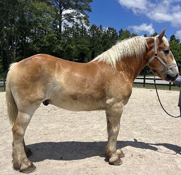 sorrel-belgian-gelding