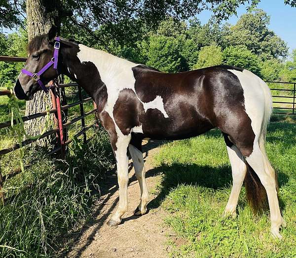 homozygous-black-racking-horse