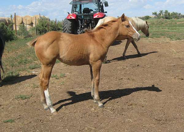 red-dun-palomino-for-sale