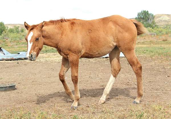 red-dun-palomino-for-sale