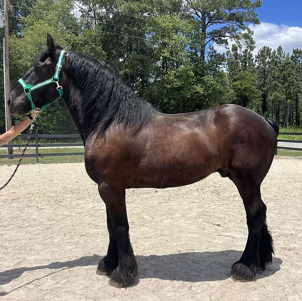 black-percheron-gelding