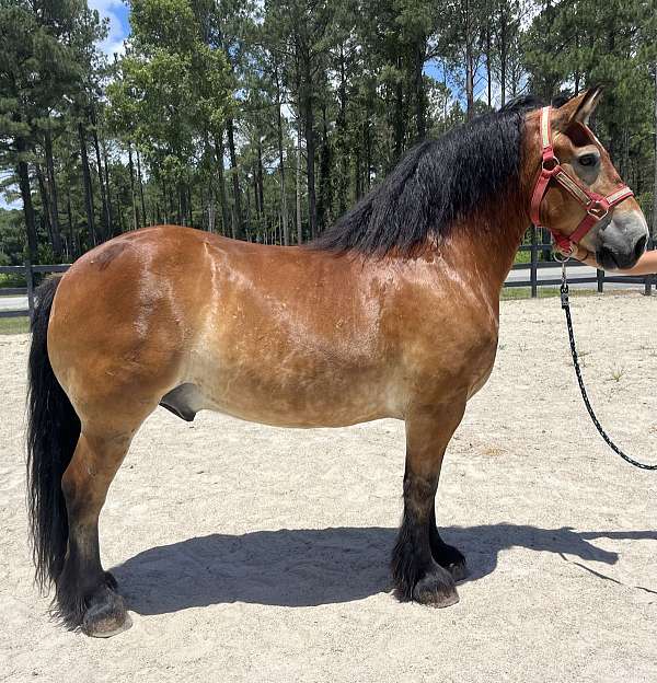 buckskin-draft-gelding