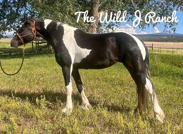 champagne-friesian-foal