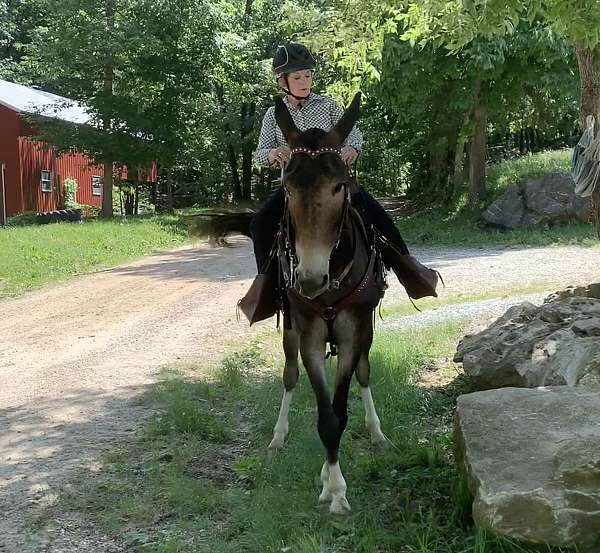 hauling-mule