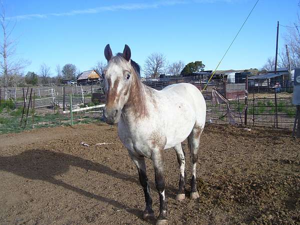 clear-appaloosa-horse